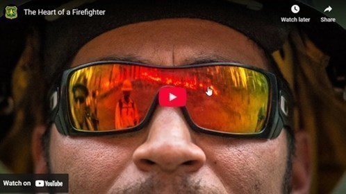 Wildlandvideo